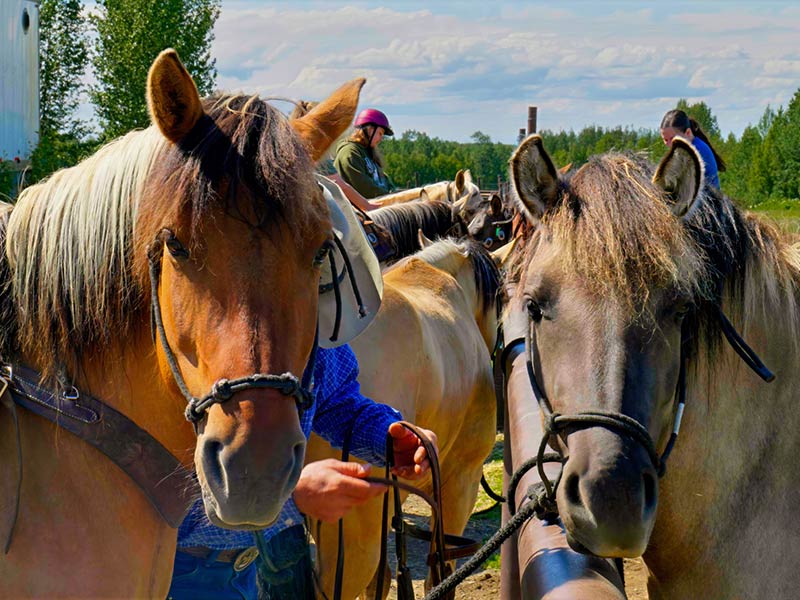 5 Hour Daytime Rides Alaska Zipline, Sunderland Ranch, ziplining, horseback riding, farm tours, gold panning, lodgestay, weddings & events, adventure park